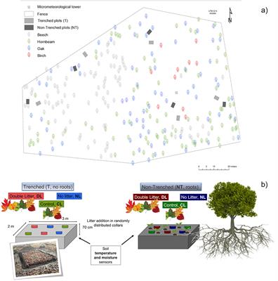 Shifts in the Abundances of Saprotrophic and <mark class="highlighted">Ectomycorrhizal Fungi</mark> With Altered Leaf Litter Inputs